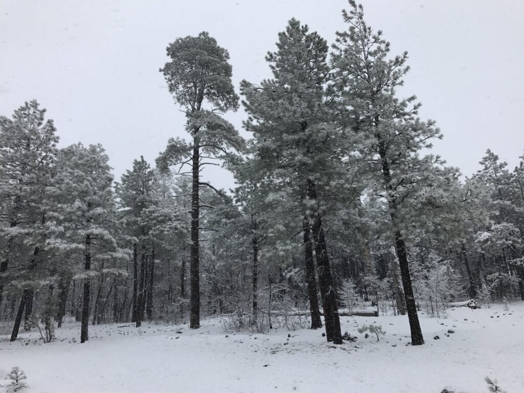 Where to Find Snow in Arizona