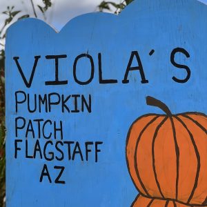 Viola's pumpkin patch in Flagstaff, AZ